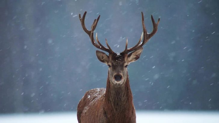 雪地中的鹿