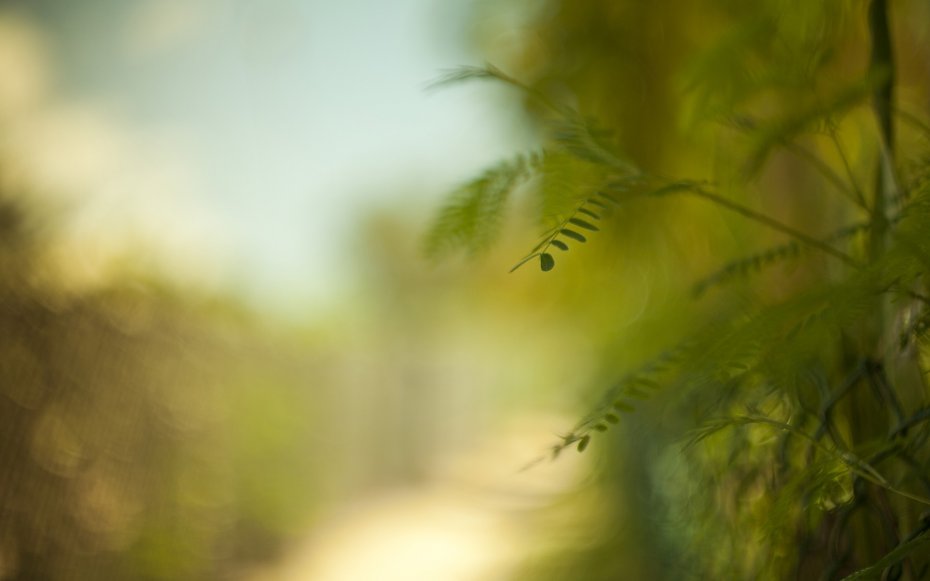 绿色植物护眼桌面