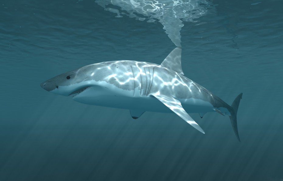 海底大白鲨动物