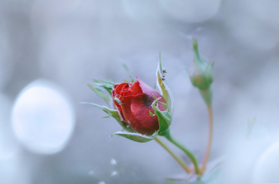 唯美鲜花花蕾特写