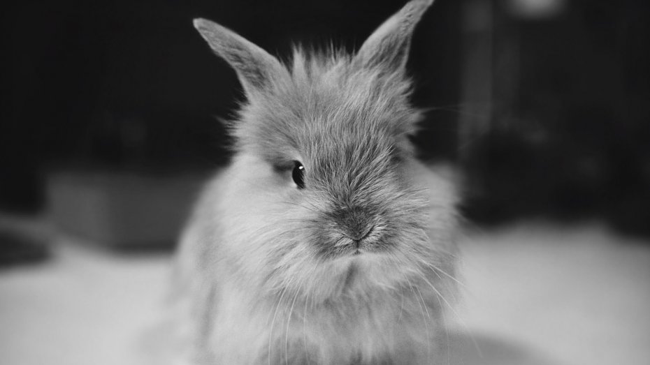 可爱灰色小兔子
