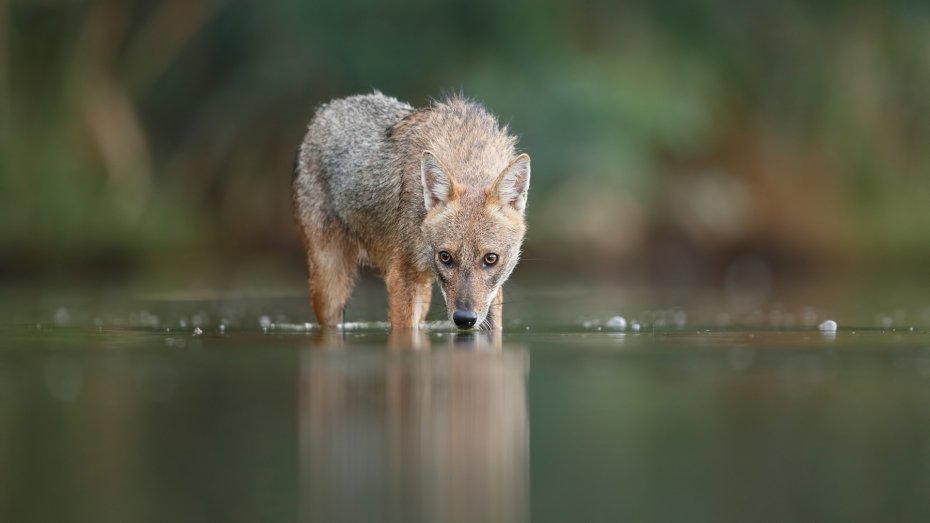 湖边喝水的狼