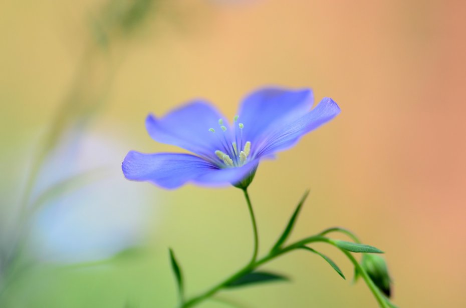 唯美蓝色鲜花花朵