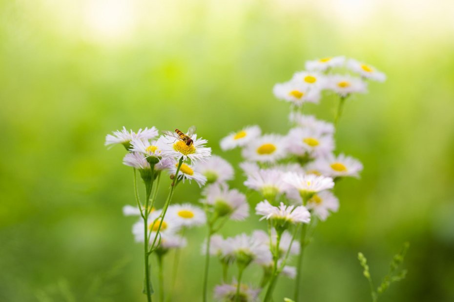 白色小花 蜜蜂