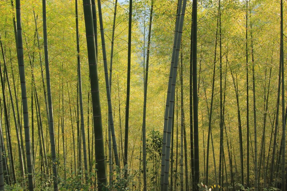 竹叶 竹林风景