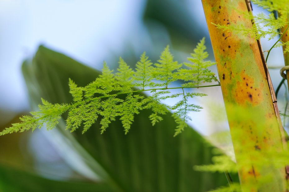 文竹植物绿色护眼