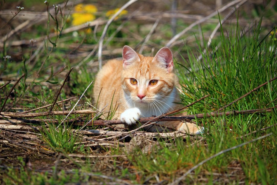 野外草地上的橘猫