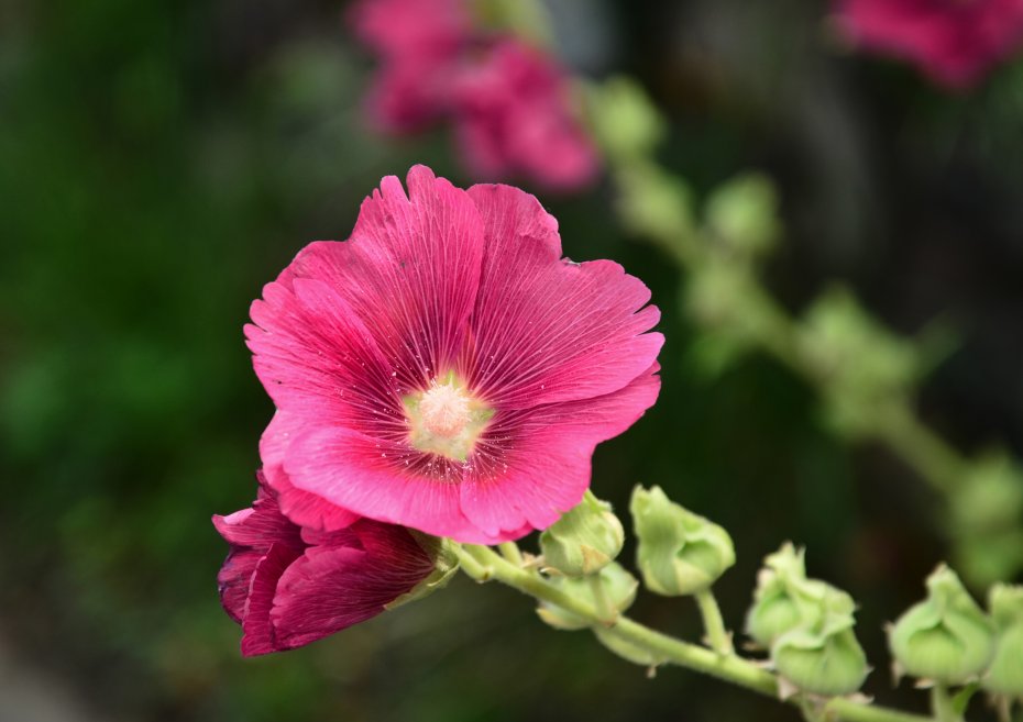 熟季花鲜花