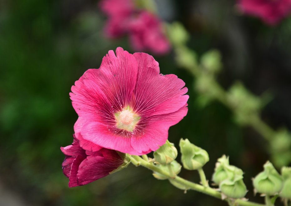 熟季花鲜花