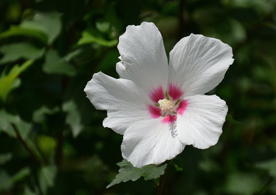 白色木槿花