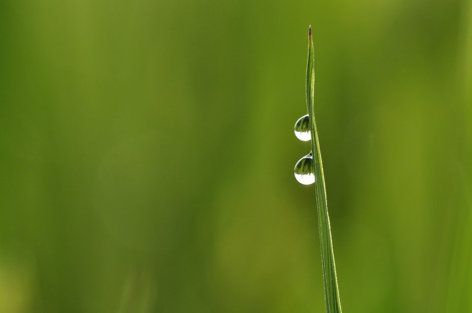 青草水滴