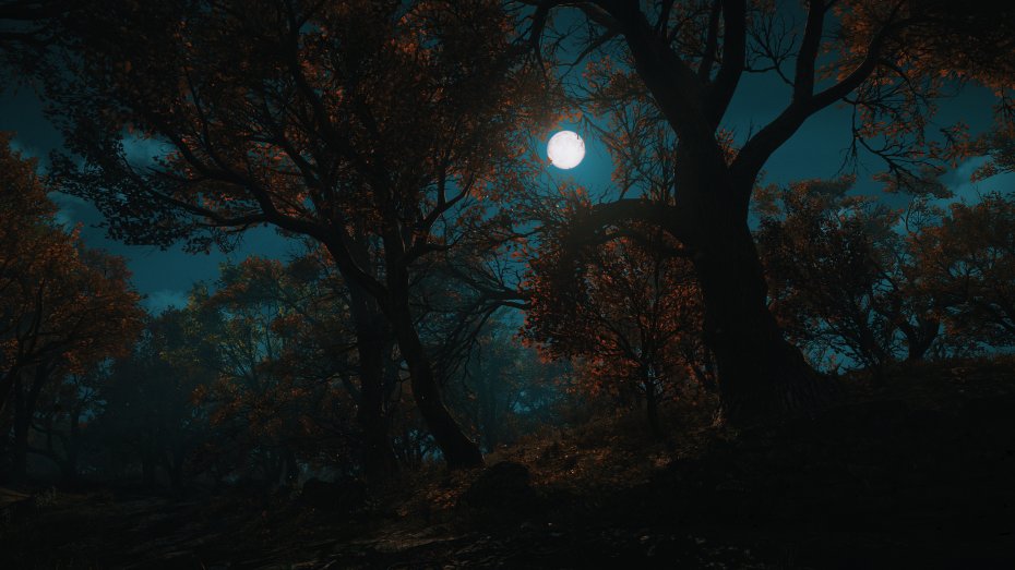 寂静森林夜晚圆月