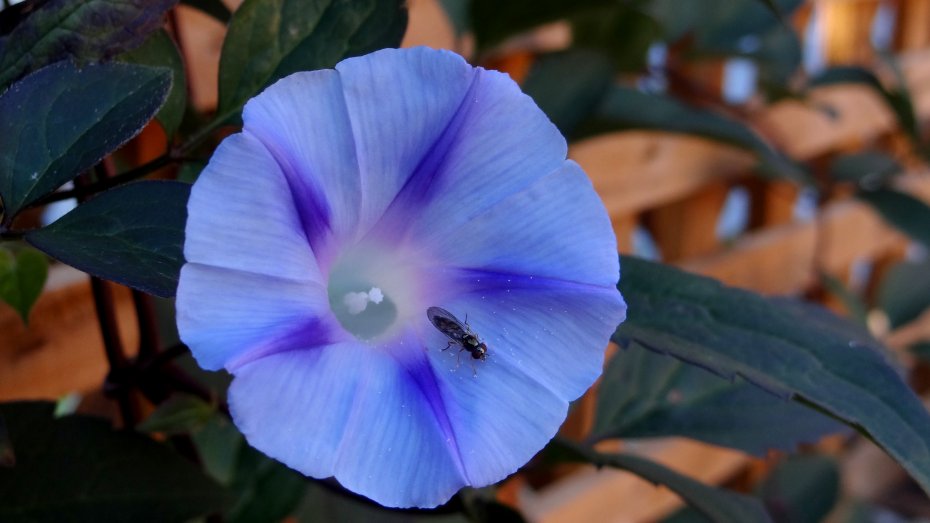 蓝色圆叶牵牛花