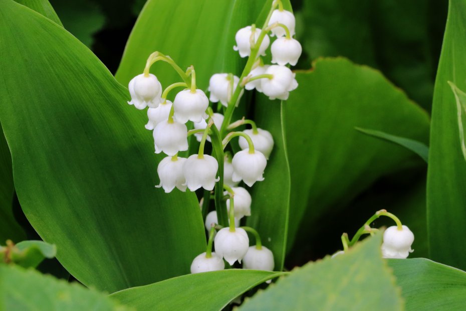 铃兰鲜花绿色护眼