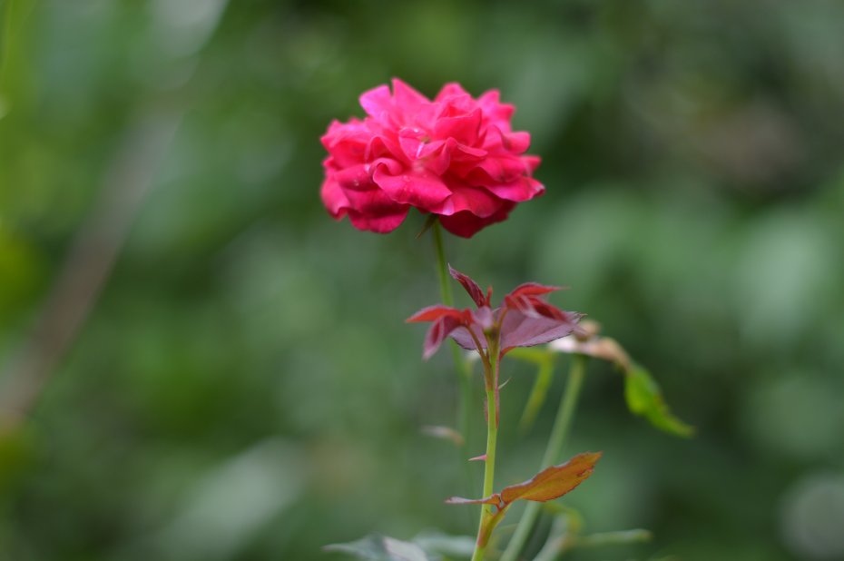 超清月季花特写