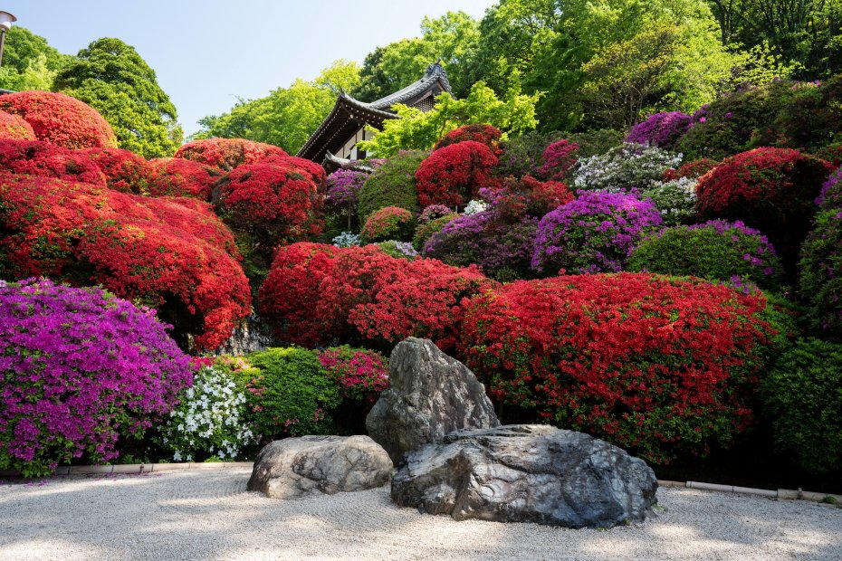 园林花团美丽风景