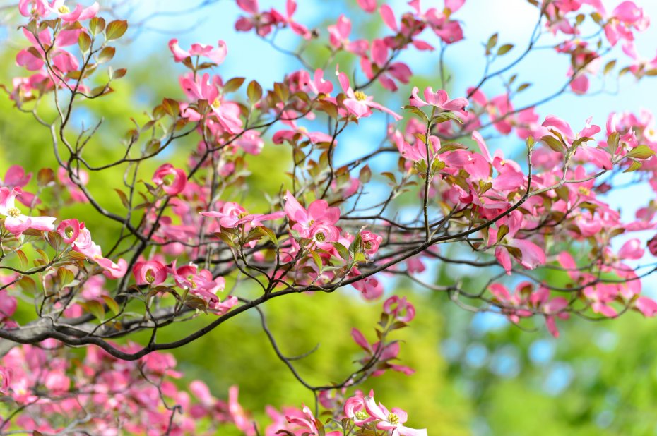 粉色鲜花花簇