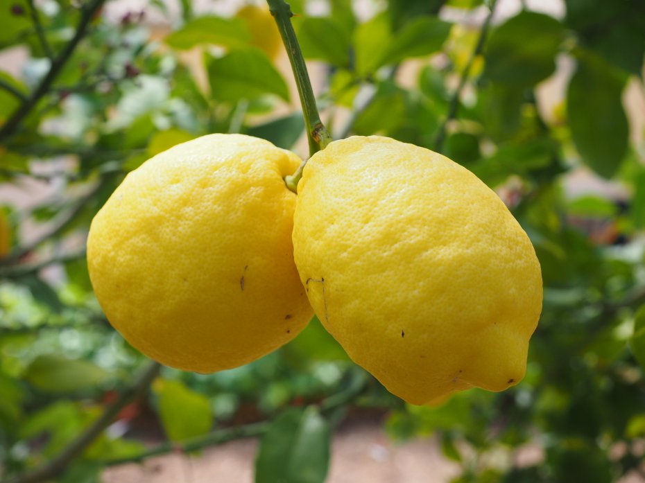 黄色柠檬果实