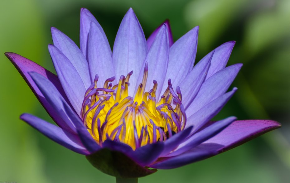 紫色睡莲莲花