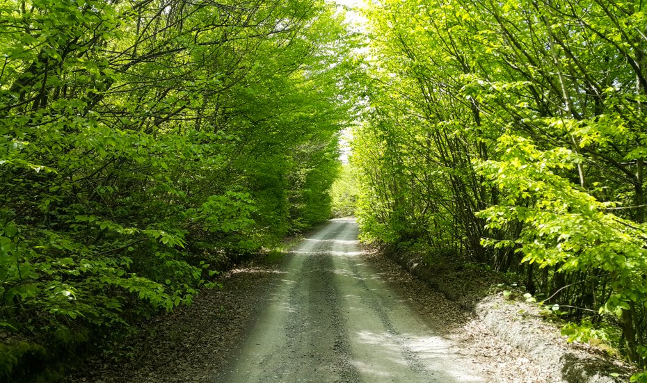 森林公路风景