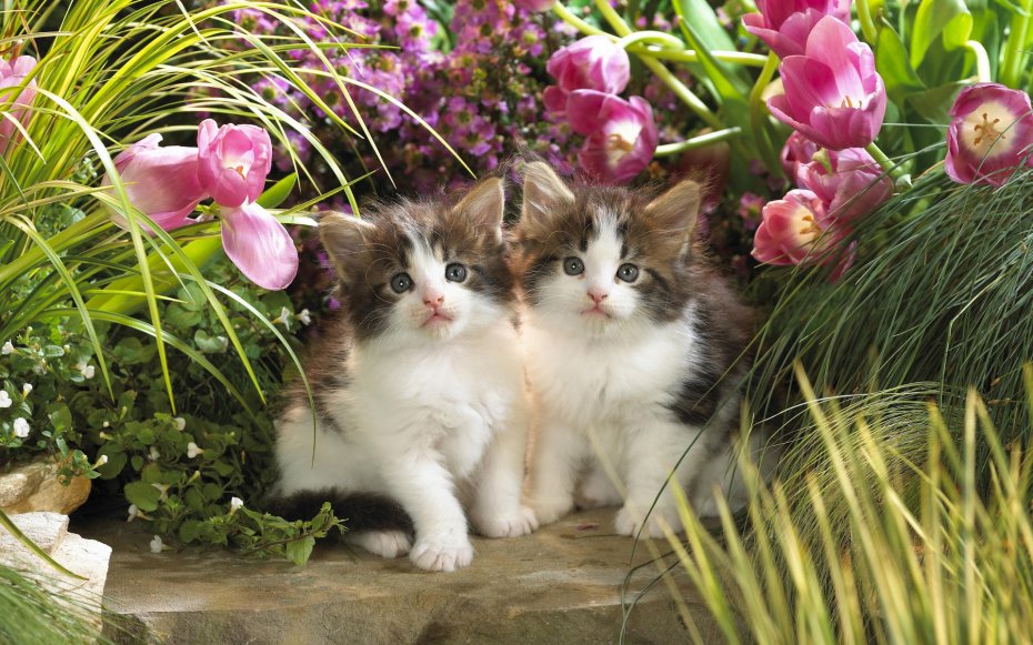 可爱的两只小猫咪