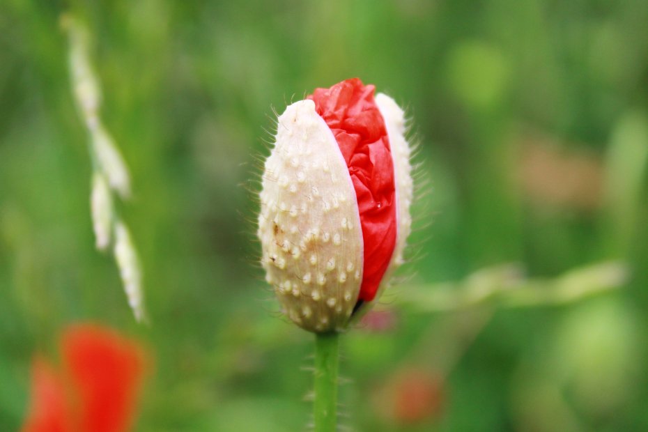 虞美人花苞