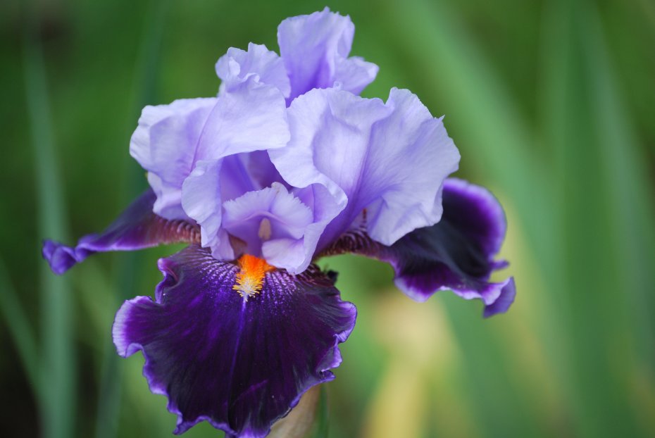 紫色鸢尾花卉植物