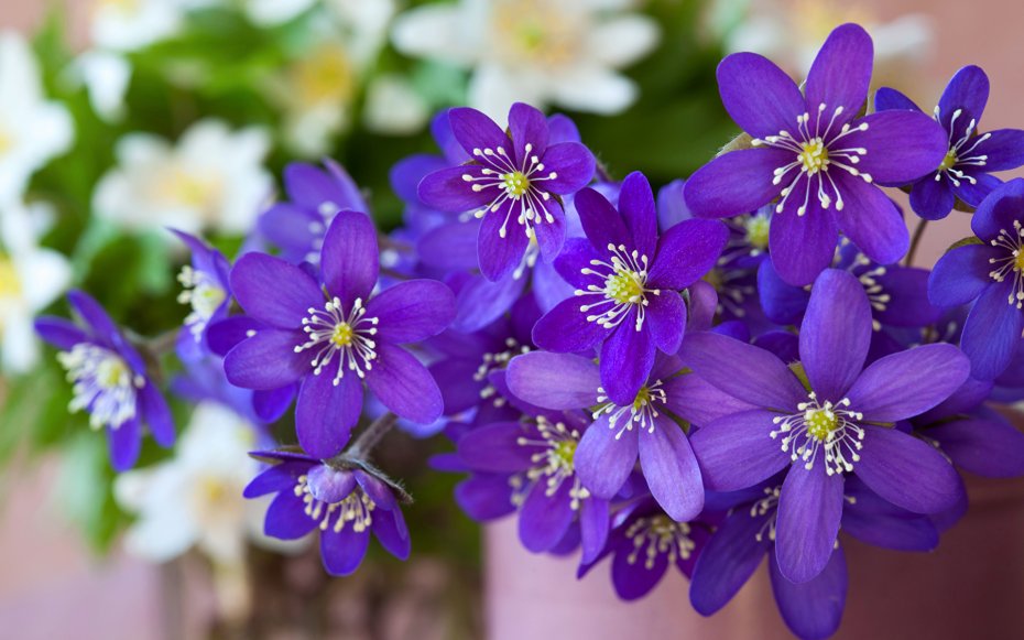 紫色花簇 唯美鲜花