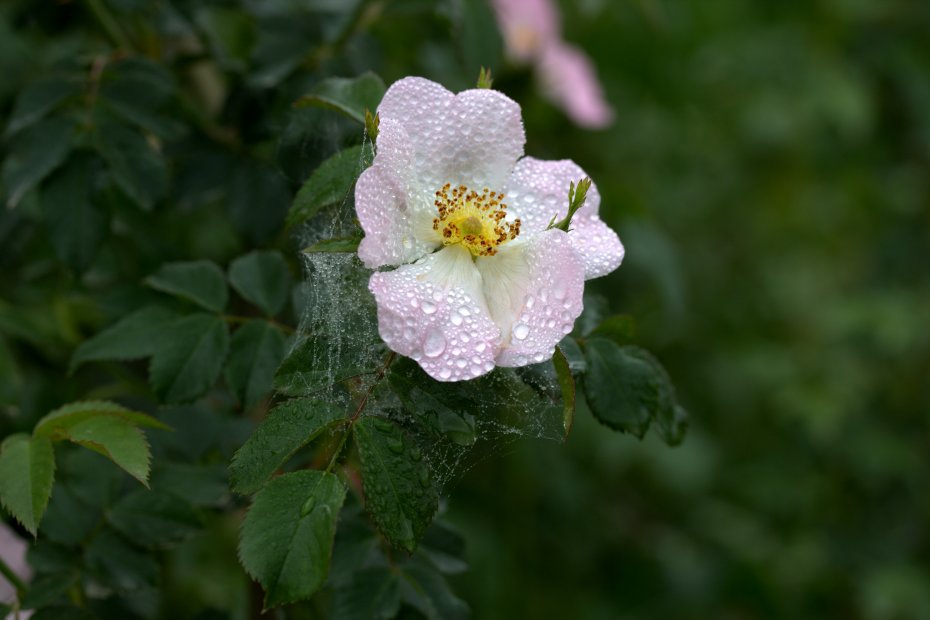 粉色蔷薇鲜花