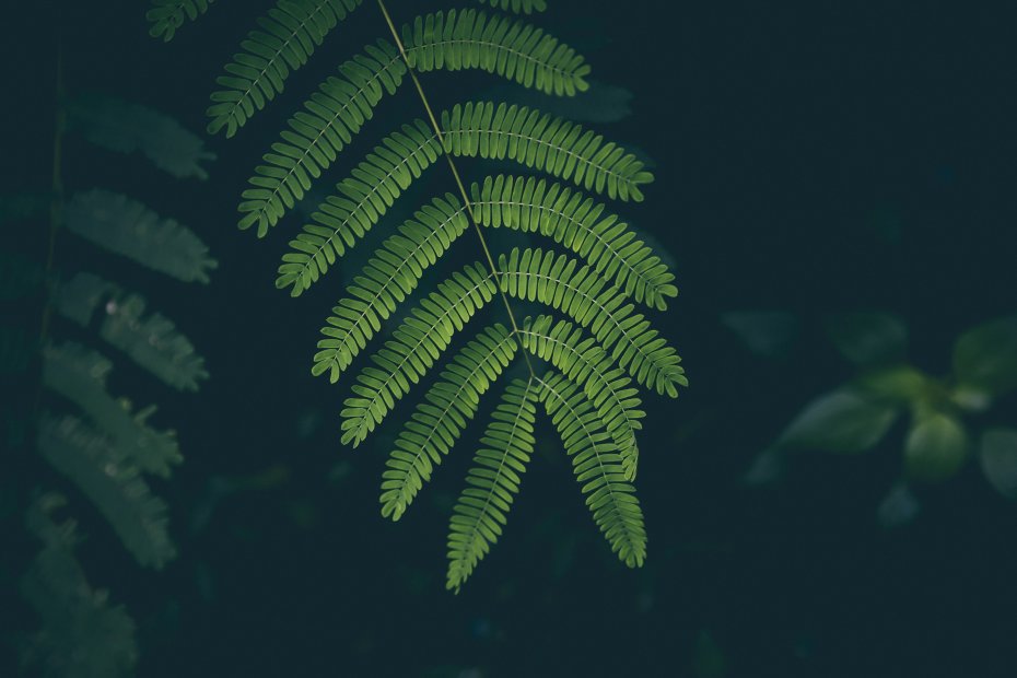 自然 特写 植物 树叶 绿色