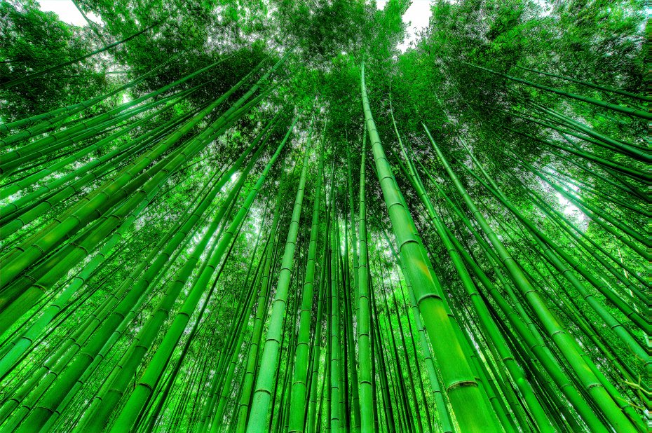 竹林绿色背景壁纸