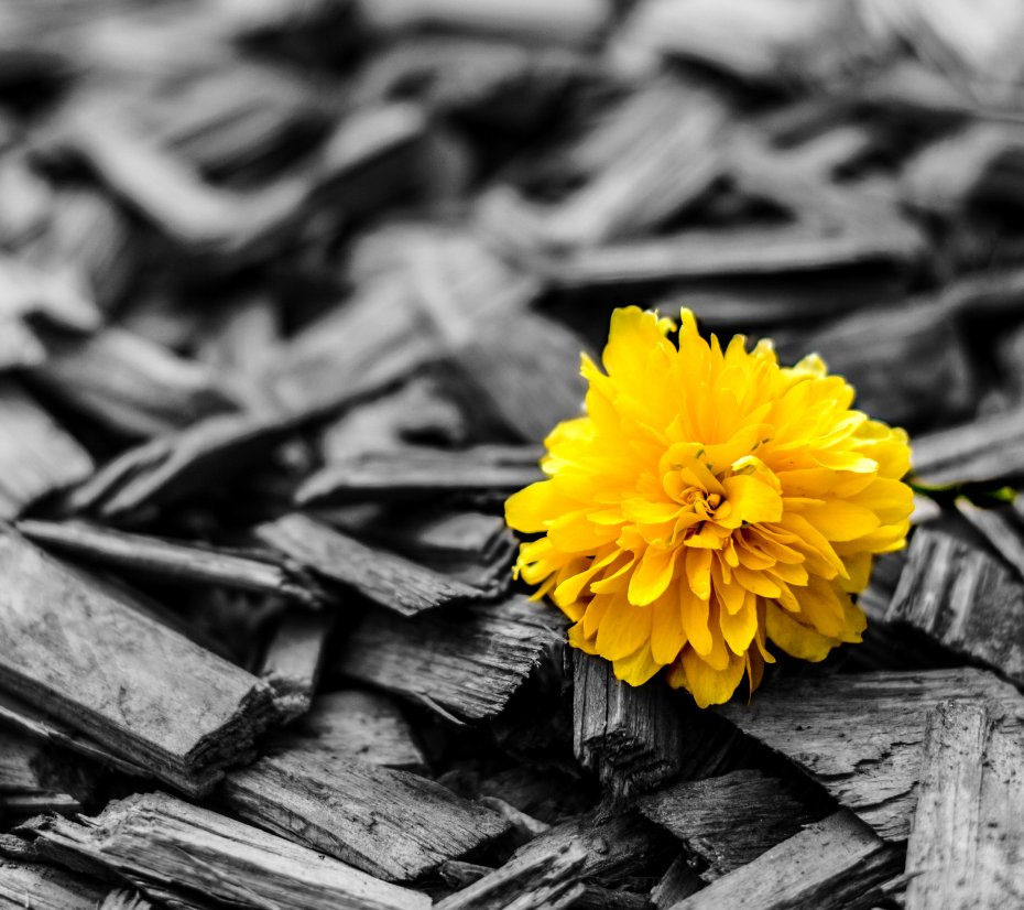 重瓣棣棠花 鲜花壁纸