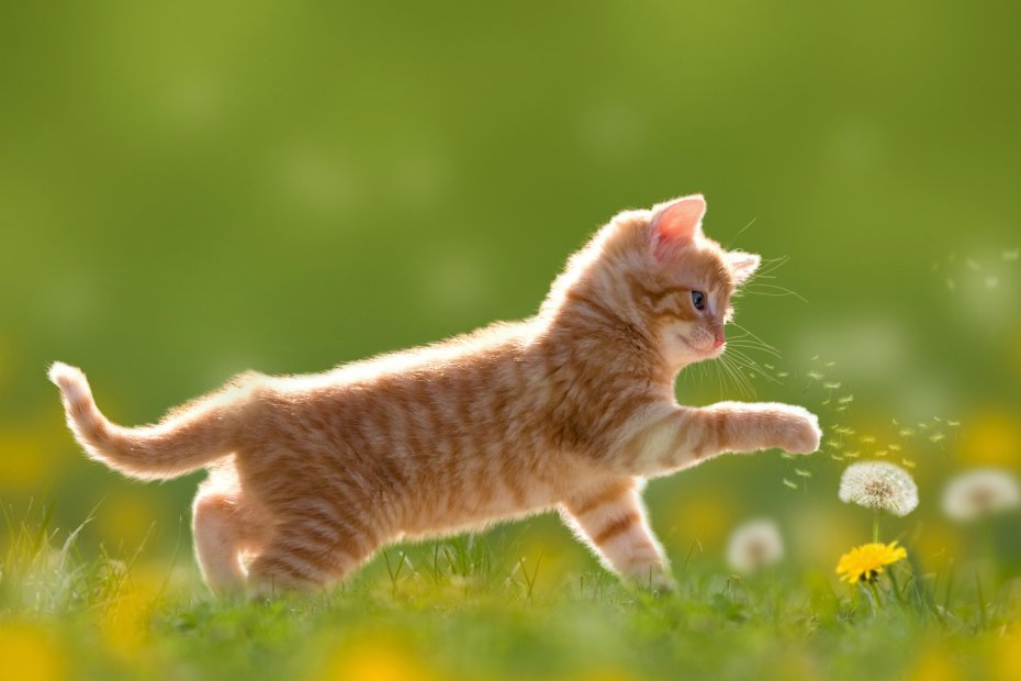 可爱-小猫-猫