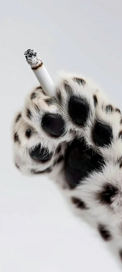 可爱猫爪手机壁纸