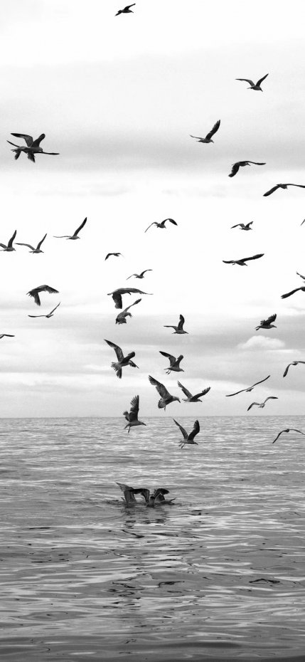 海面飞鸟黑白意境风手机壁纸