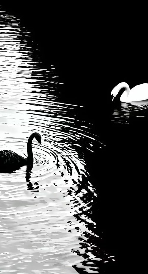 黑白天鹅意境风手机壁纸