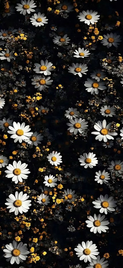 黑底雏菊清新风手机壁纸