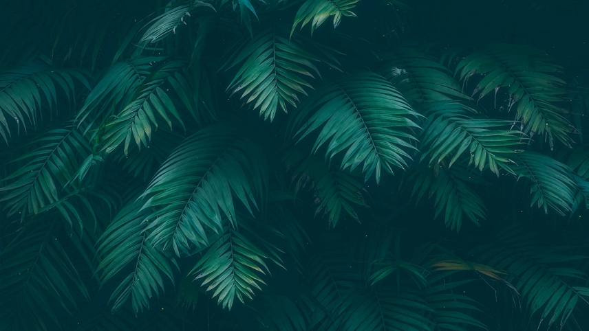 绿棕桐叶动态壁纸