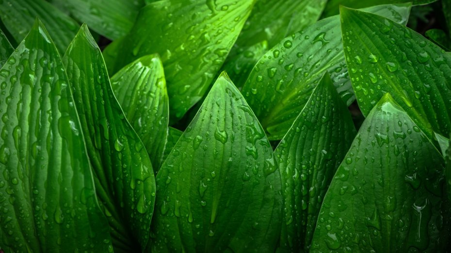 雨幕后布满晶莹水珠的翠绿植物叶片电脑壁纸