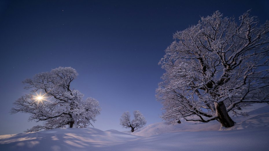 白雪夜翠绿森林树木满天星斗静谧山川电脑壁纸
