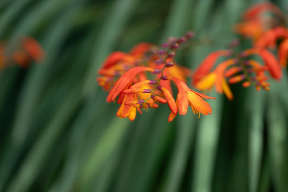 雄黄兰橙红色花穗绿叶背景花朵特写自然生态景色电脑壁纸